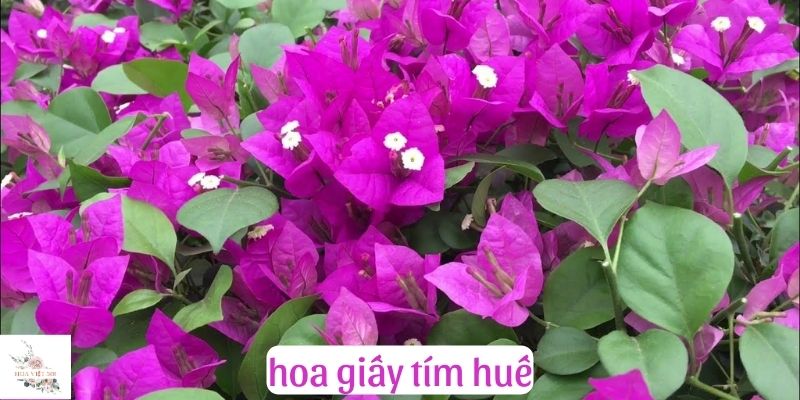 hoa giấy tím huế