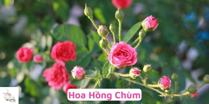 Hoa hồng chùm