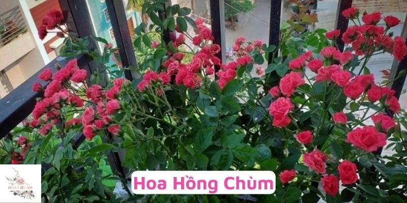 Hoa hồng chùm