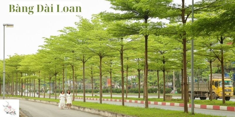 Bàng Đài Loan