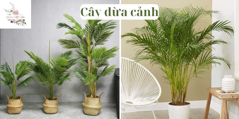 Cây dừa cảnh