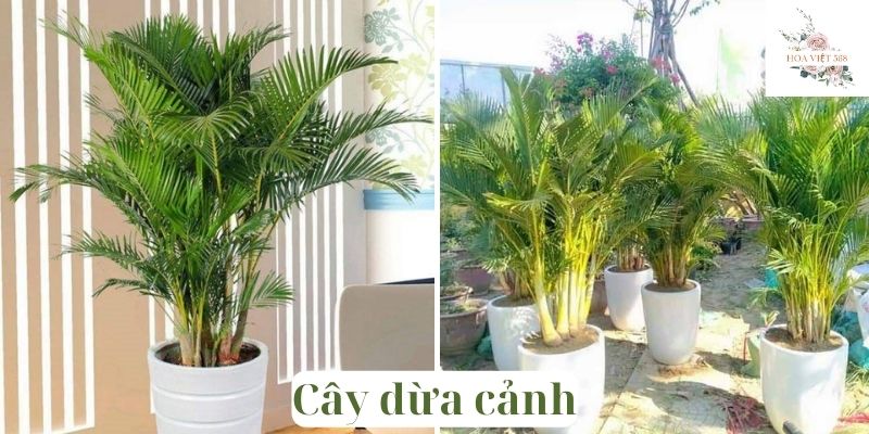 Cây dừa cảnh