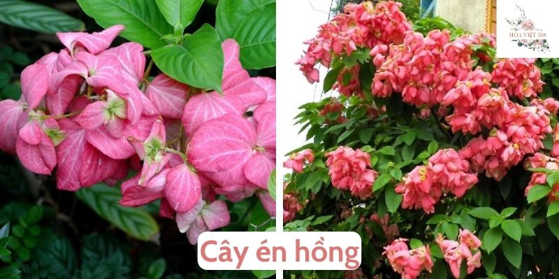 Cây én hồng