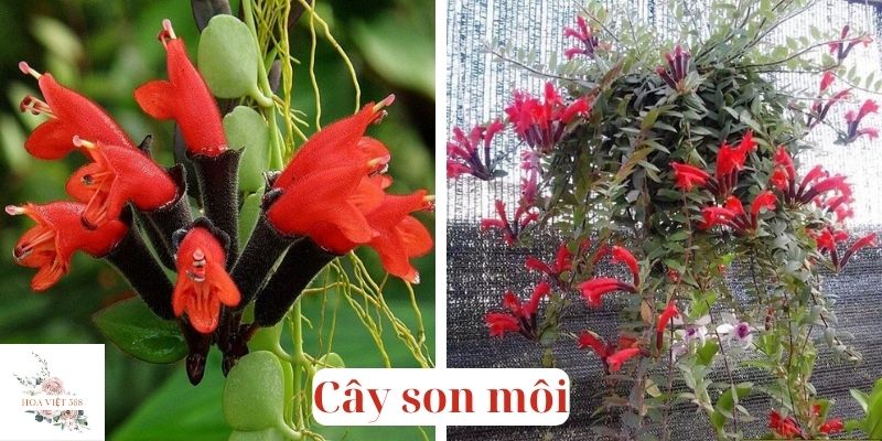 Cây son môi