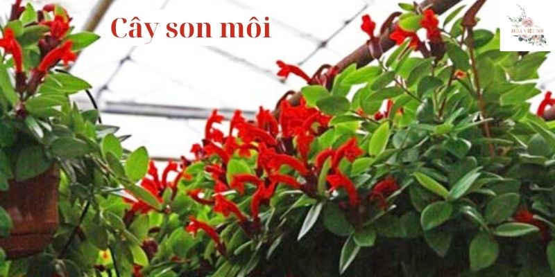 Cây son môi