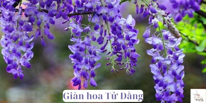 giàn hoa Tử Đằng