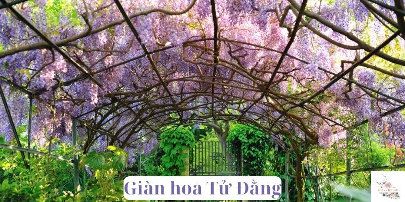 giàn hoa Tử Đằng