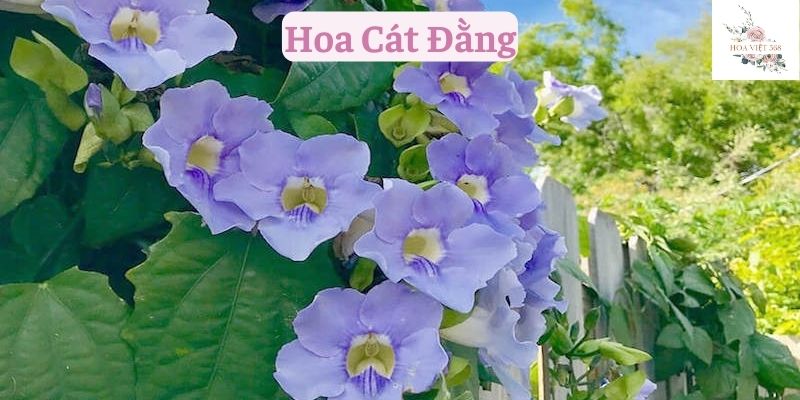 Hoa Cát Đằng