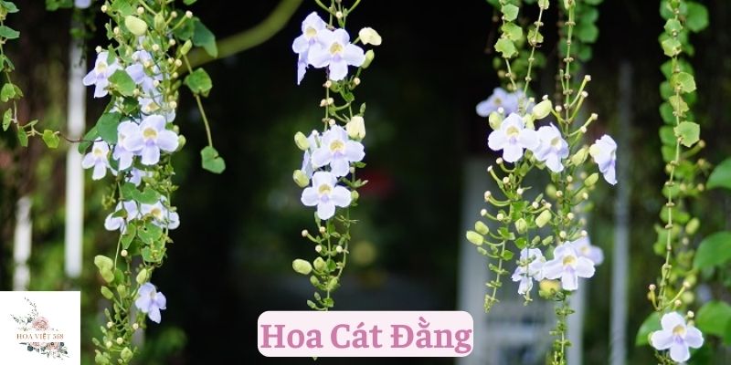 Hoa Cát Đằng