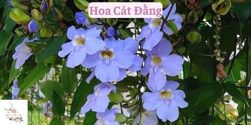 Hoa Cát Đằng