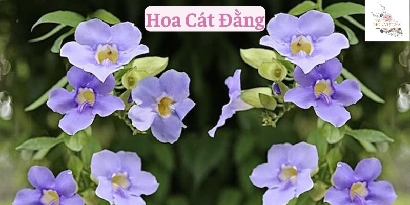 Hoa Cát Đằng