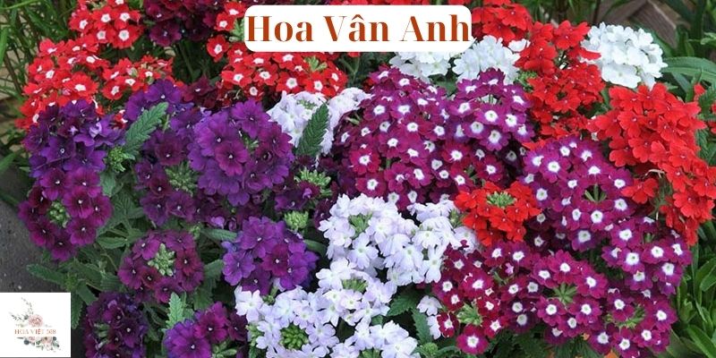 Hoa Vân Anh