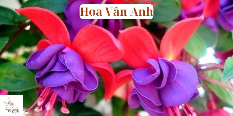 Hoa Vân Anh