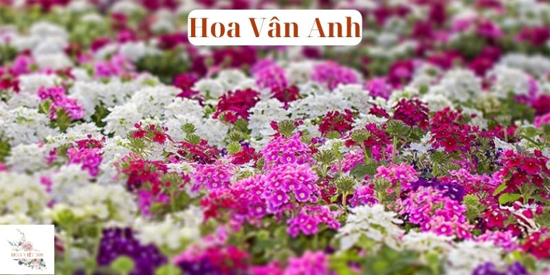 Hoa Vân Anh