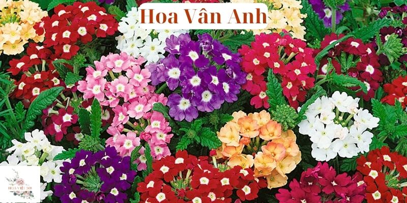 Hoa Vân Anh