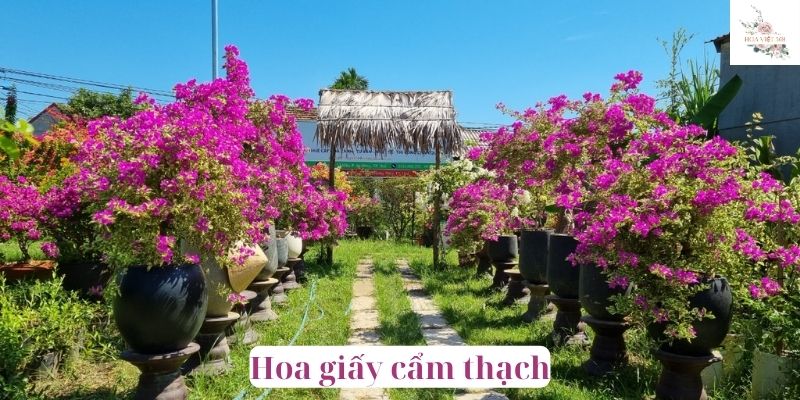 Hoa giấy cẩm thạch