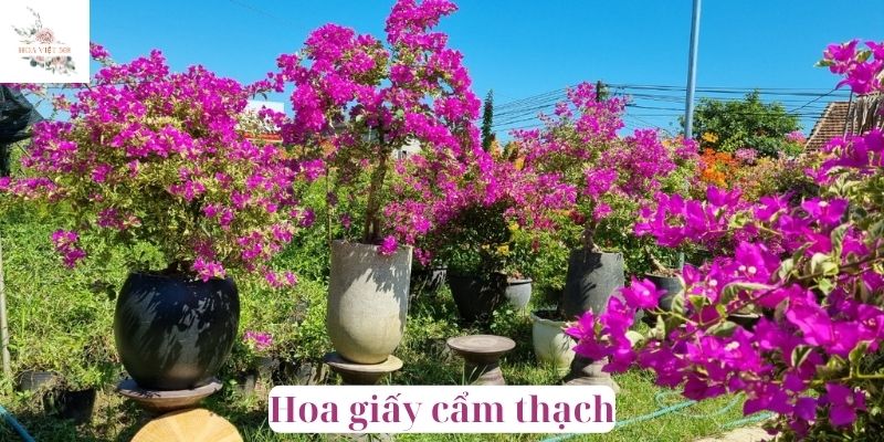 Hoa giấy cẩm thạch