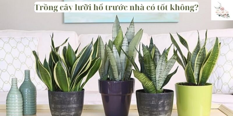 Trồng cây lưỡi hổ trước nhà có tốt không