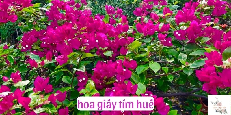 hoa giấy tím huế