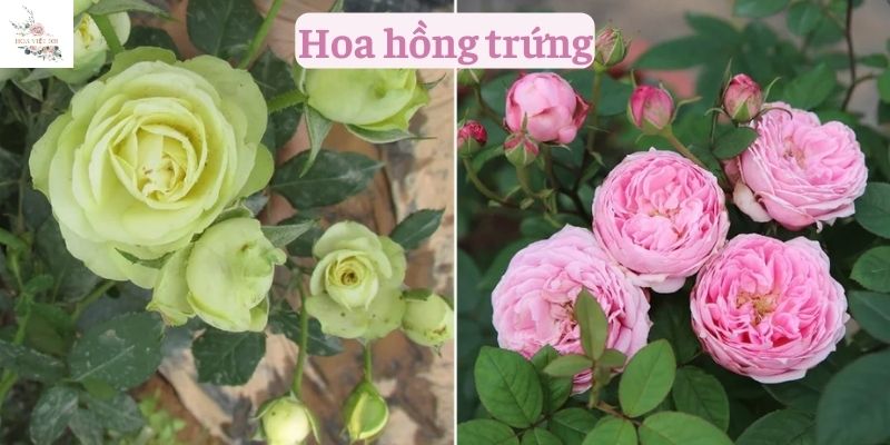 hoa hồng trứng