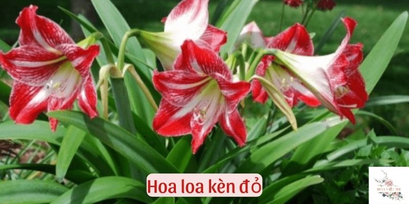 hoa loa kèn đỏ