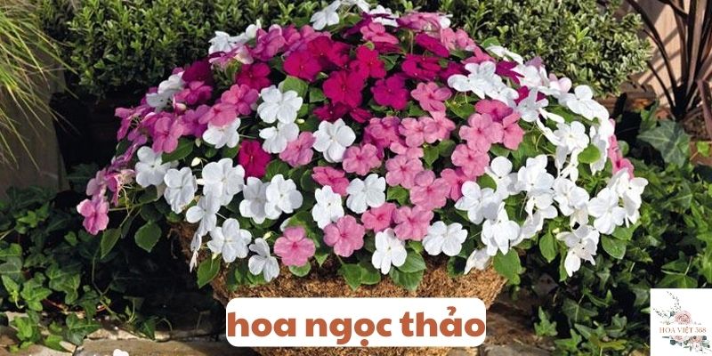 hoa ngọc thảo 