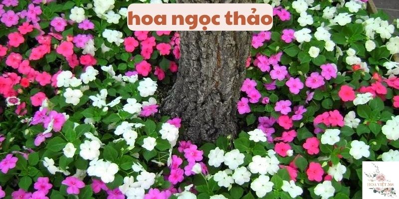 hoa ngọc thảo