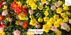 hoa sam