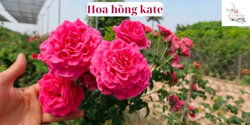 hoa hồng kate