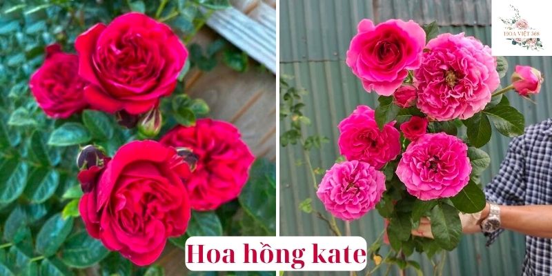 hoa hồng kate