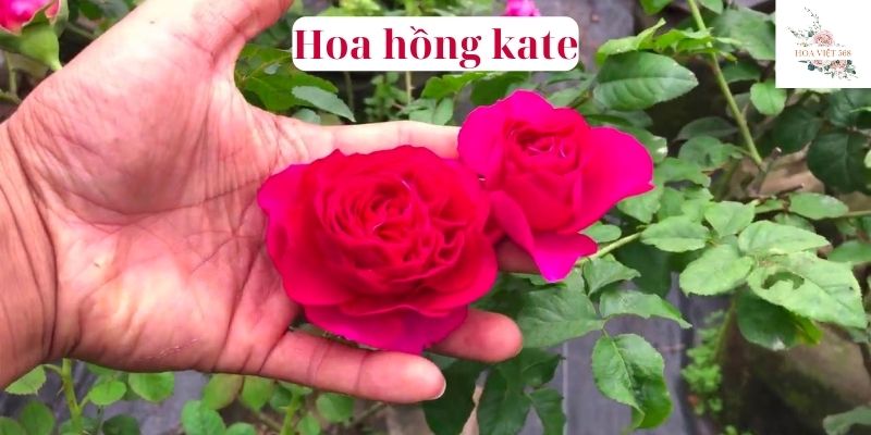 hoa hồng kate