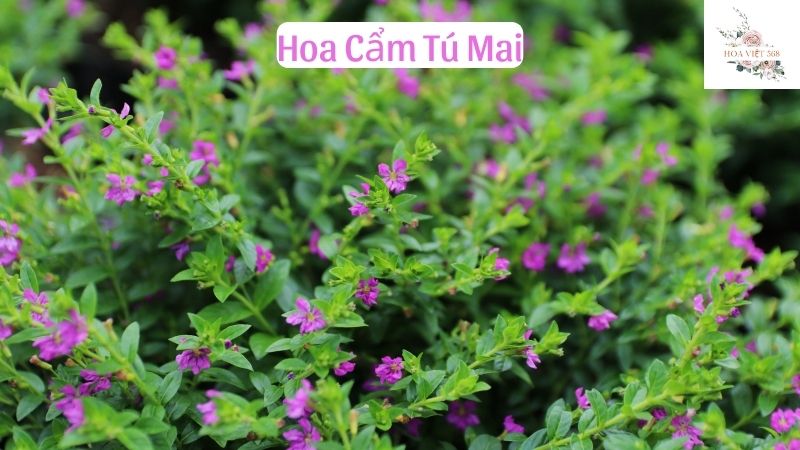 Hoa Cẩm Tú Mai