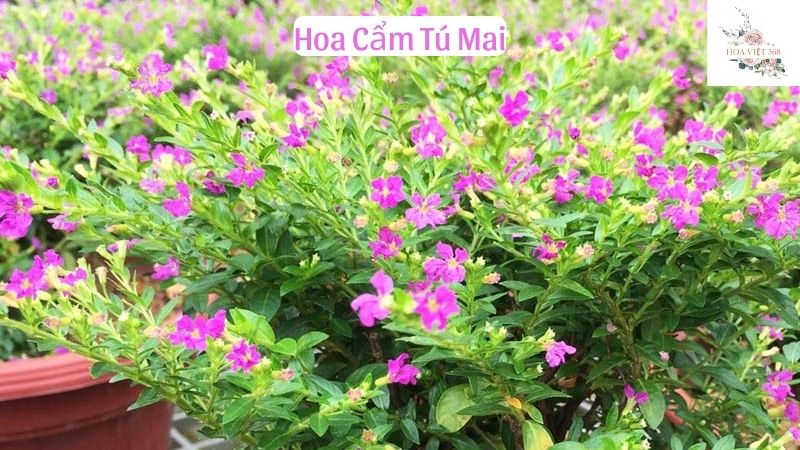 Hoa Cẩm Tú Mai