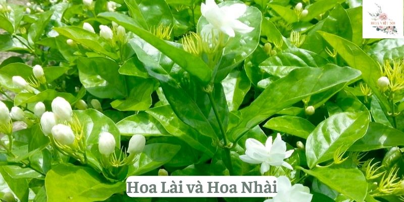 Hoa Lài và Hoa Nhài