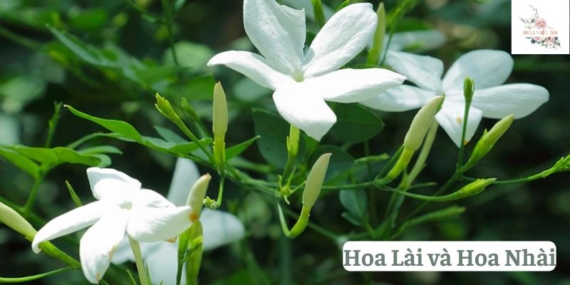 Hoa Lài và Hoa Nhài