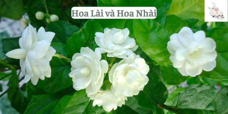 Hoa Lài và Hoa Nhài