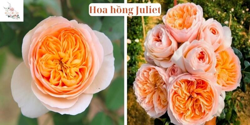 Hoa hồng Juliet