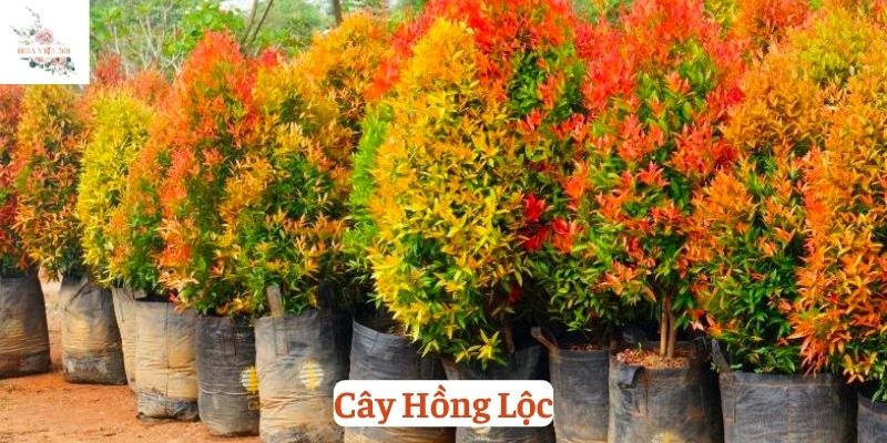 cây Hồng Lộc