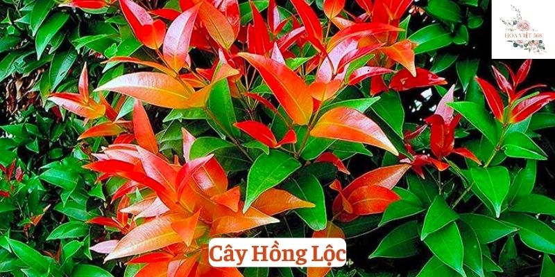 cây Hồng Lộc