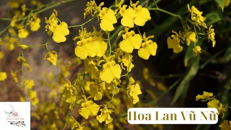 Hoa Lan Vũ Nữ