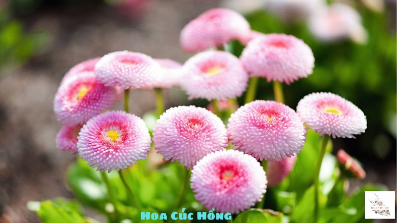 hoa cúc hồng