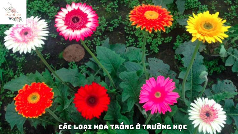 Những đặc điểm của các loại hoa trồng ở trường học