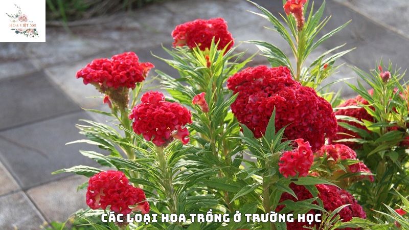 Các loại hoa trồng ở trường học