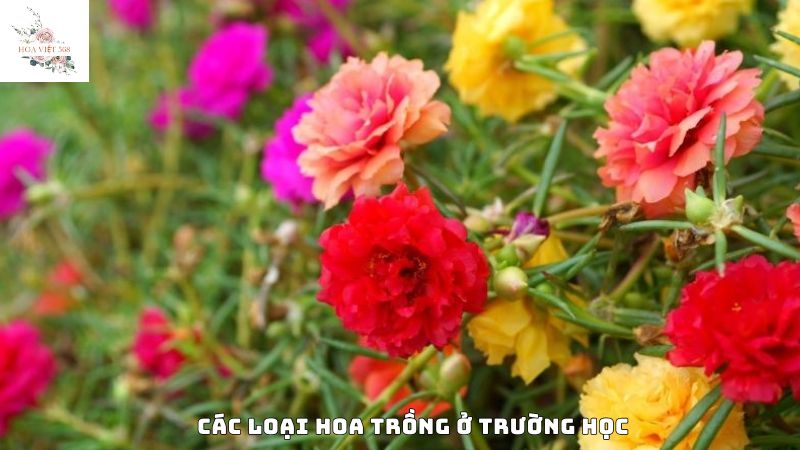 Các loại hoa trồng ở trường học