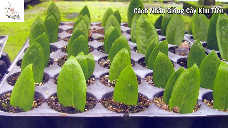 Cách nhân giống cây kim tiền bằng cành và lá