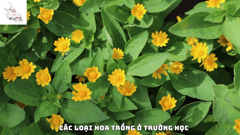 Các loại hoa trồng ở trường học có lợi ích gì?