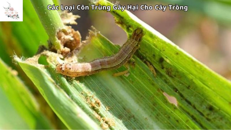 Các loại côn trùng gây hại cho cây trồng phổ biến