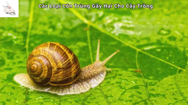 Cách phòng ngừa các loại sâu bọ hại cây trồng