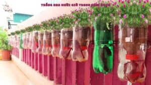 trồng hoa mười giờ trong chai nhựa
