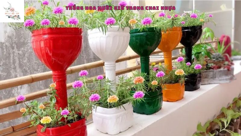 Cách trồng hoa mười giờ trong chai nhựa đơn giản